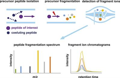 Parallel reaction monitoring targeted mass spectrometry as a fast and sensitive alternative to antibody-based protein detection